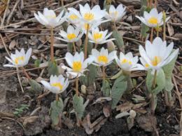 Bloodroot, Sanguinaria canadensis – Master Gardener Program